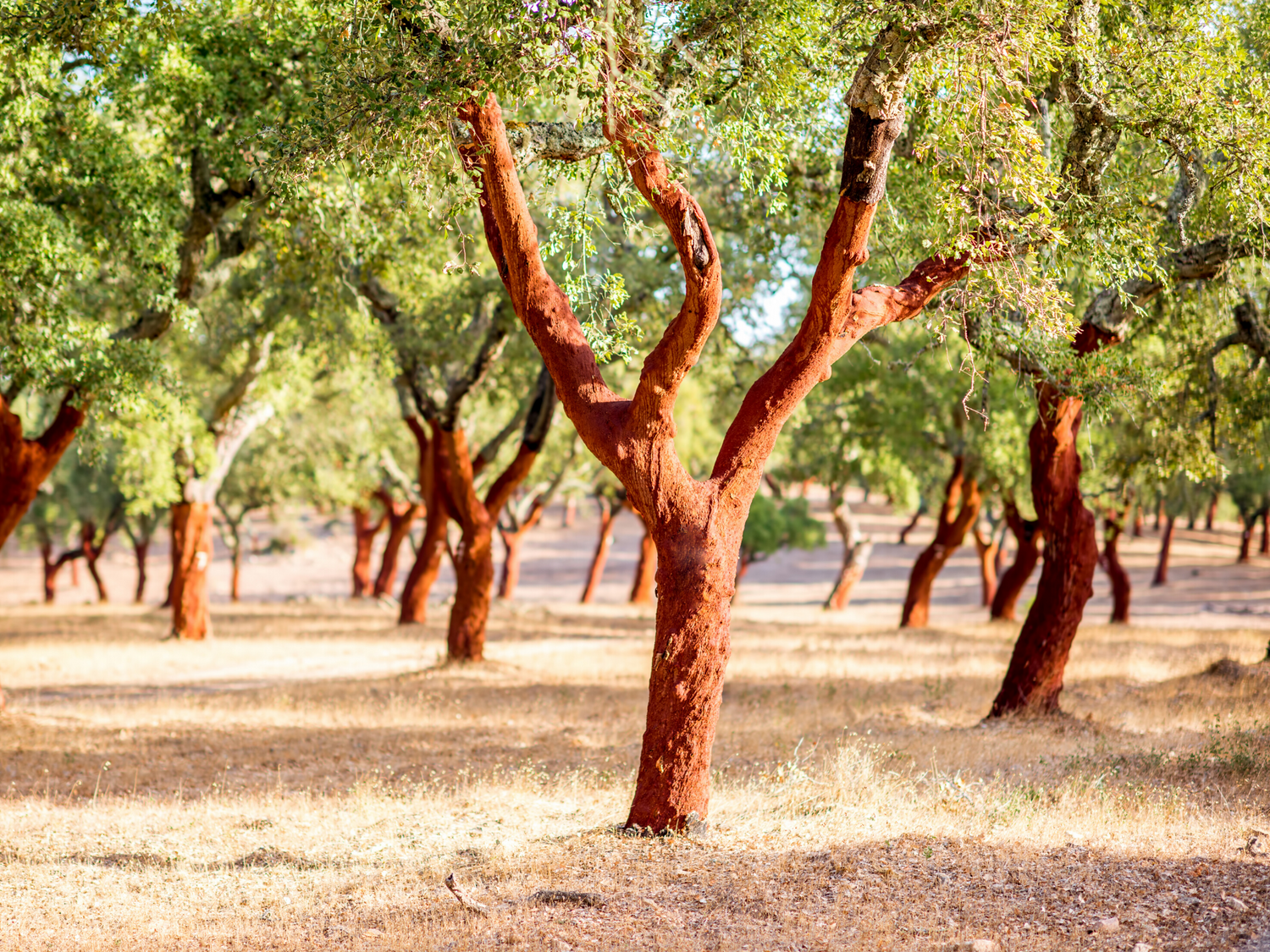 Wholesale Natural Cork Bark Supplier